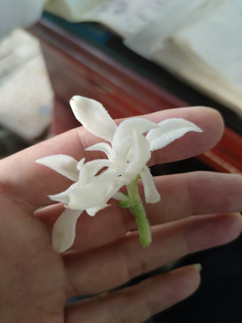 白冰草，清脆爽口，价格优惠，货发全国，常年供应
