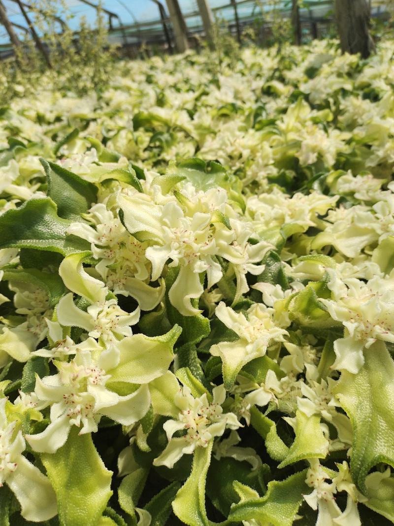 白冰草，清脆爽口，价格优惠，货发全国，常年供应