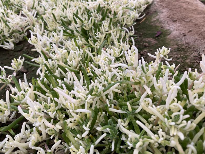 白冰草，清脆爽口，价格优惠，货发全国，常年供应
