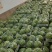 砀山美都麒麟西瓜品种齐全全国代发欢迎来电