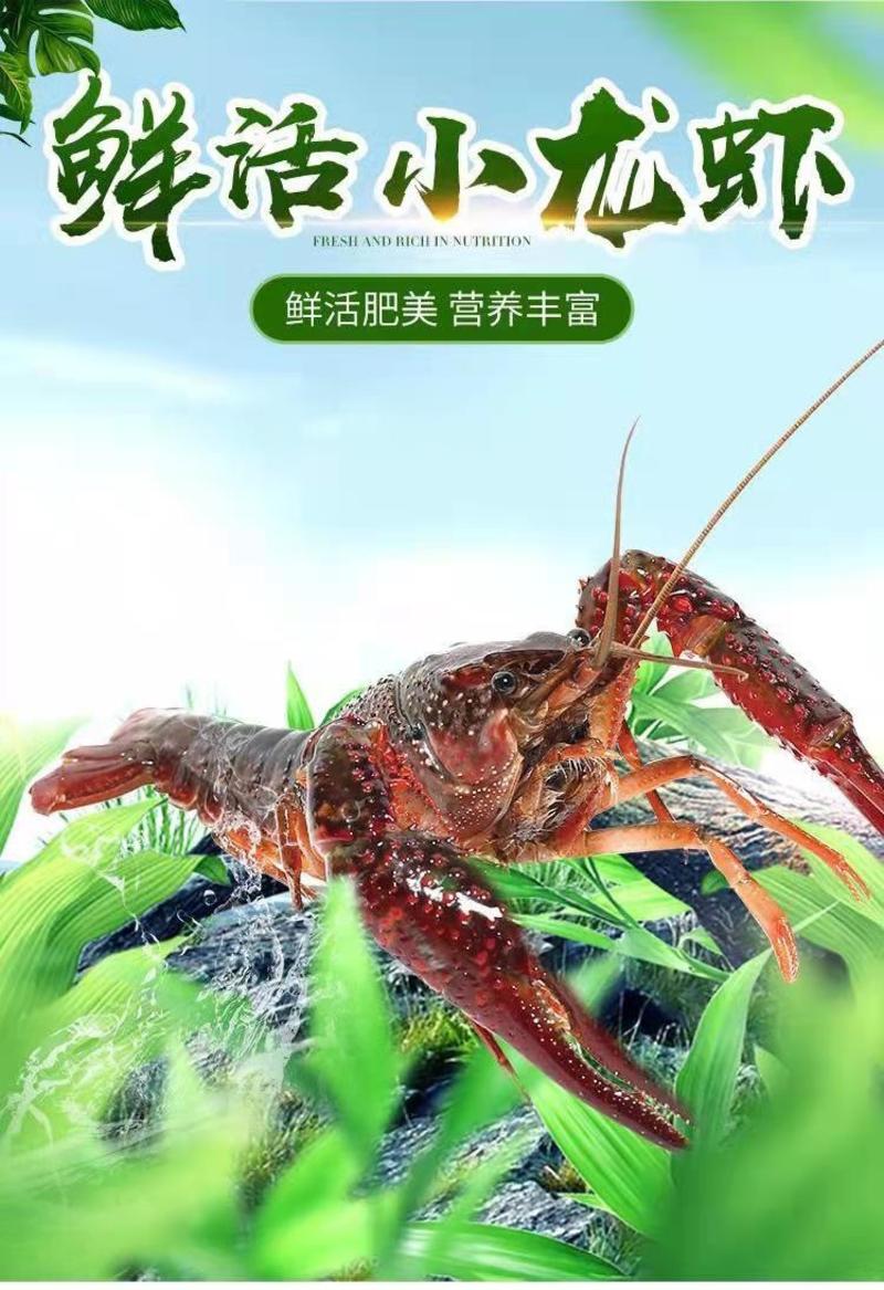 【实力热卖】湖北潜江清水小龙虾特级清水小龙虾一手货源