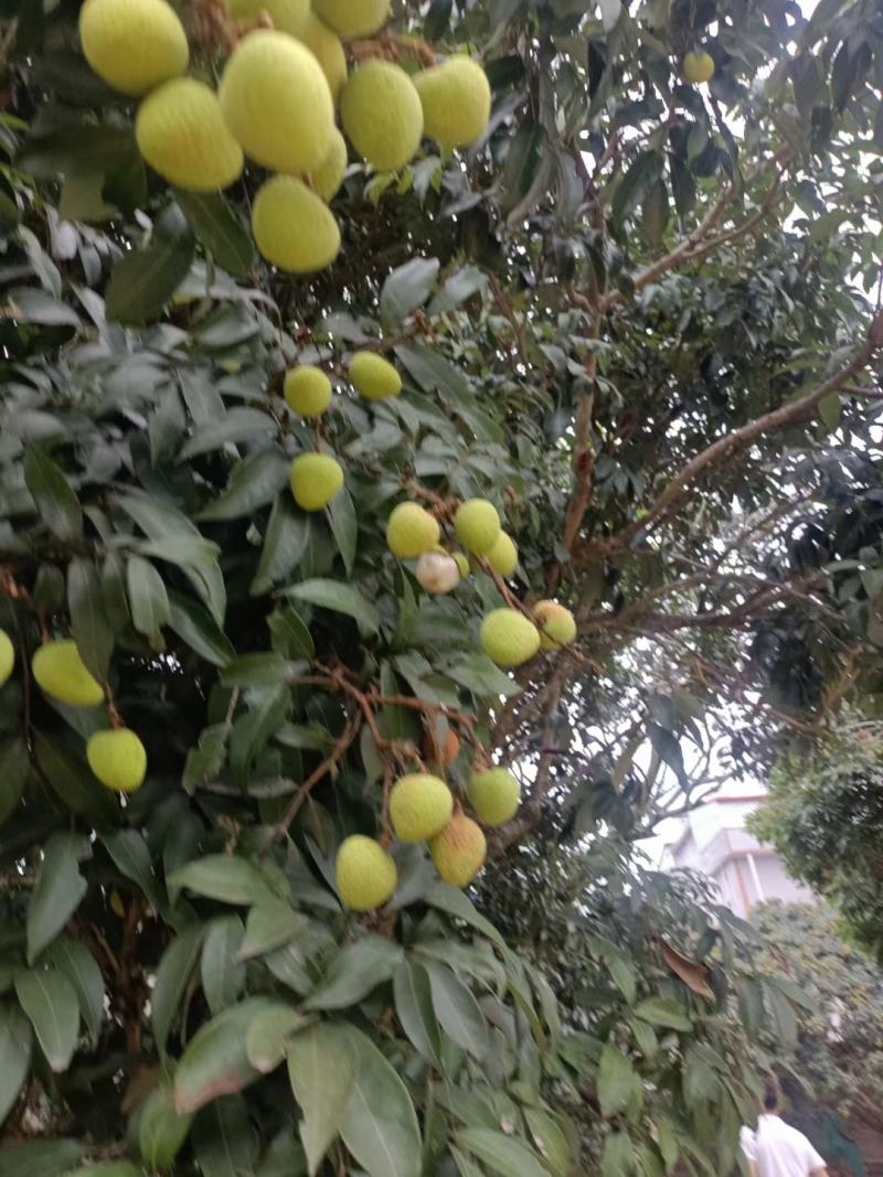 灵山荔枝