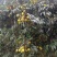 灵山荔枝