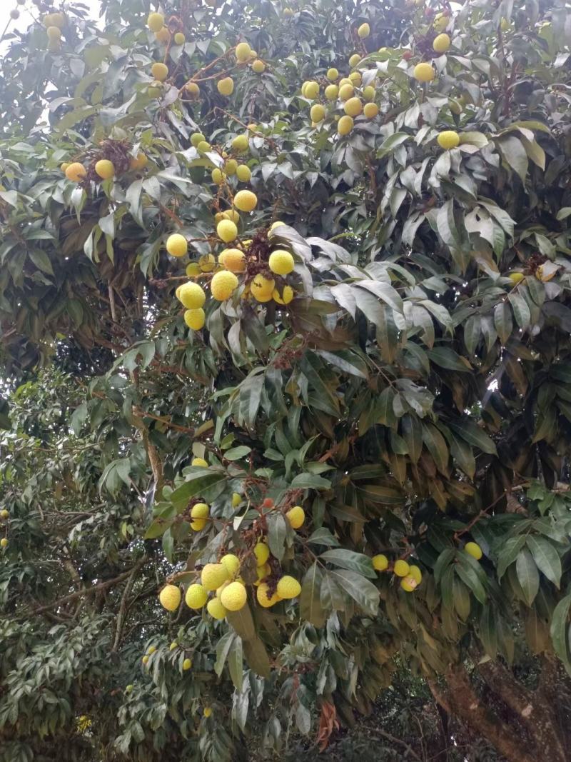 灵山荔枝