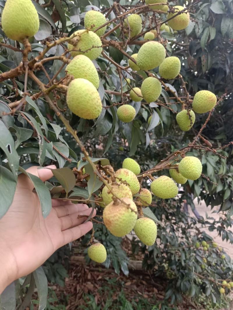 灵山荔枝