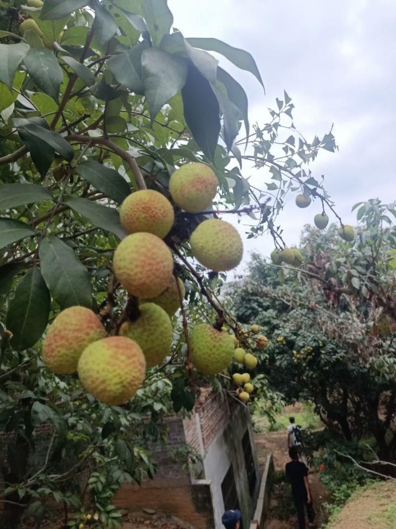 灵山荔枝