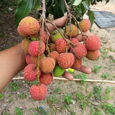 白糖英