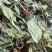 红杆薄荷干货鲜货！一手货源基地直发有需可详谈视频看货