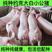 大约克仔猪，疫苗齐全30-200斤，规格齐全，品质保证。