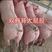 大约克仔猪，疫苗齐全30-200斤，规格齐全，品质保证。