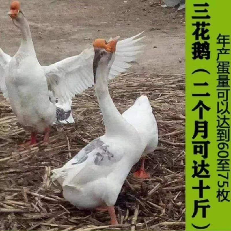 小鹅活苗大白鹅活体四季鹅五龙鹅产蛋大鹅三花鹅小鹅仔活体皖西鹅