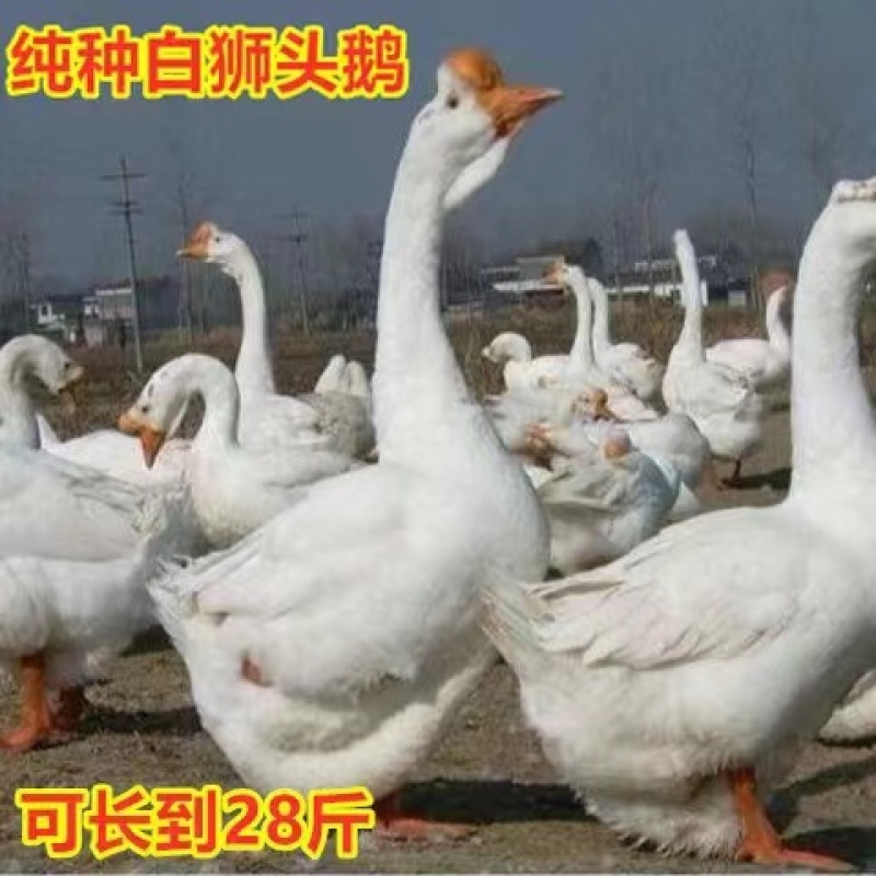 小鹅活苗大白鹅活体四季鹅五龙鹅产蛋大鹅三花鹅小鹅仔活体皖西鹅