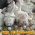 小鹅活苗大白鹅活体四季鹅五龙鹅产蛋大鹅三花鹅小鹅仔活体皖西鹅
