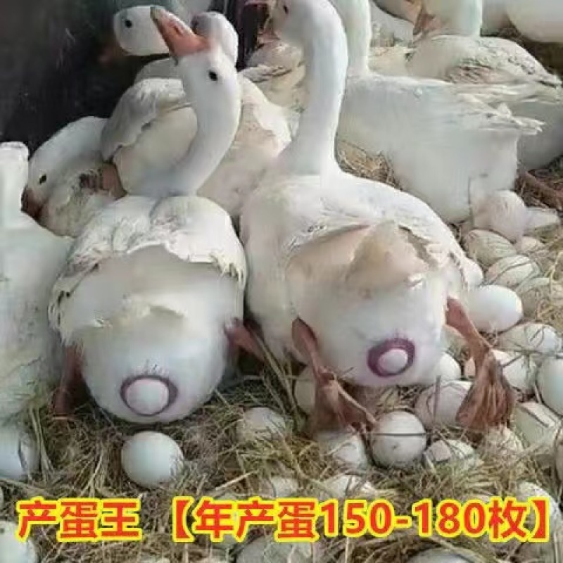 小鹅活苗大白鹅活体四季鹅五龙鹅产蛋大鹅三花鹅小鹅仔活体皖西鹅