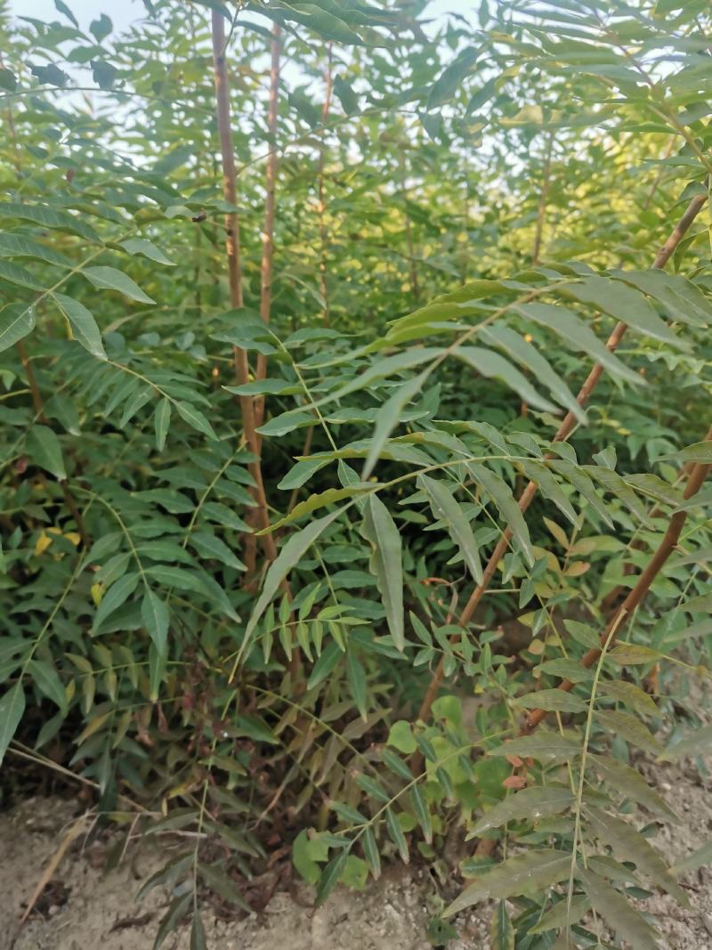 黄连木大小规格1—30公分成活率低量大从优欢迎来电咨询