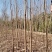 黄连木大小规格1—30公分成活率低量大从优欢迎来电咨询