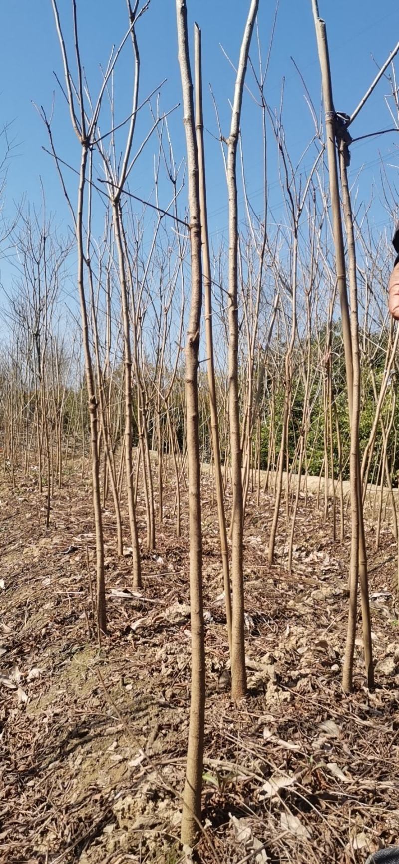 黄连木大小规格1—30公分成活率低量大从优欢迎来电咨询
