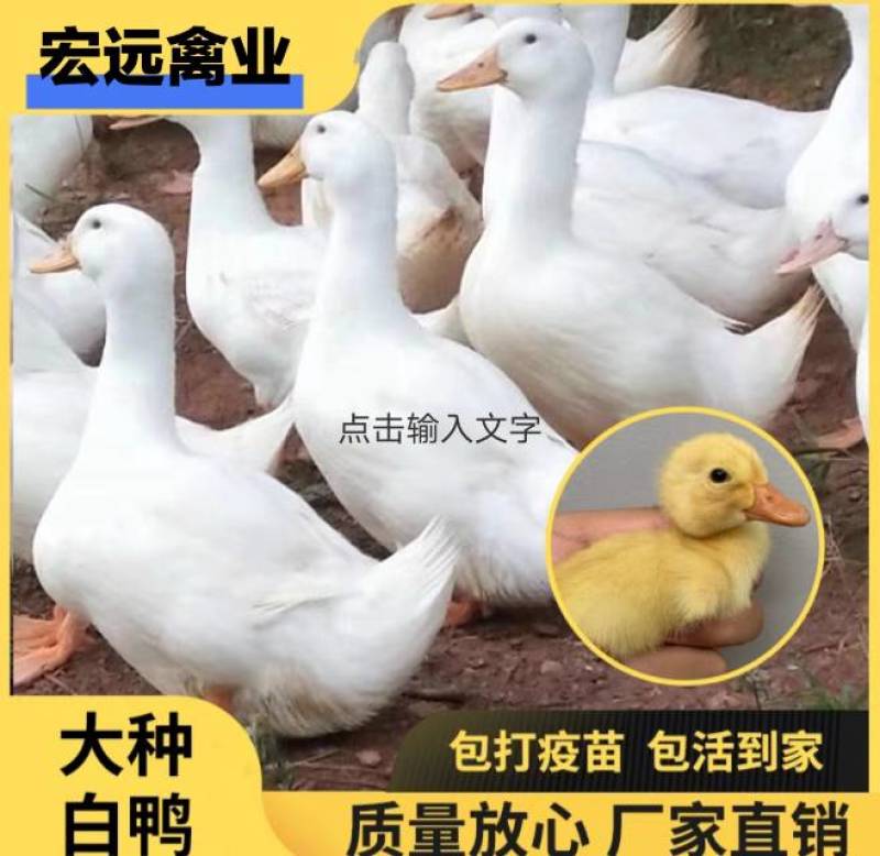鸭活苗正宗大种黑番鸭苗特大种花番火鸭西洋鸭旱鸭苗活体包活到家