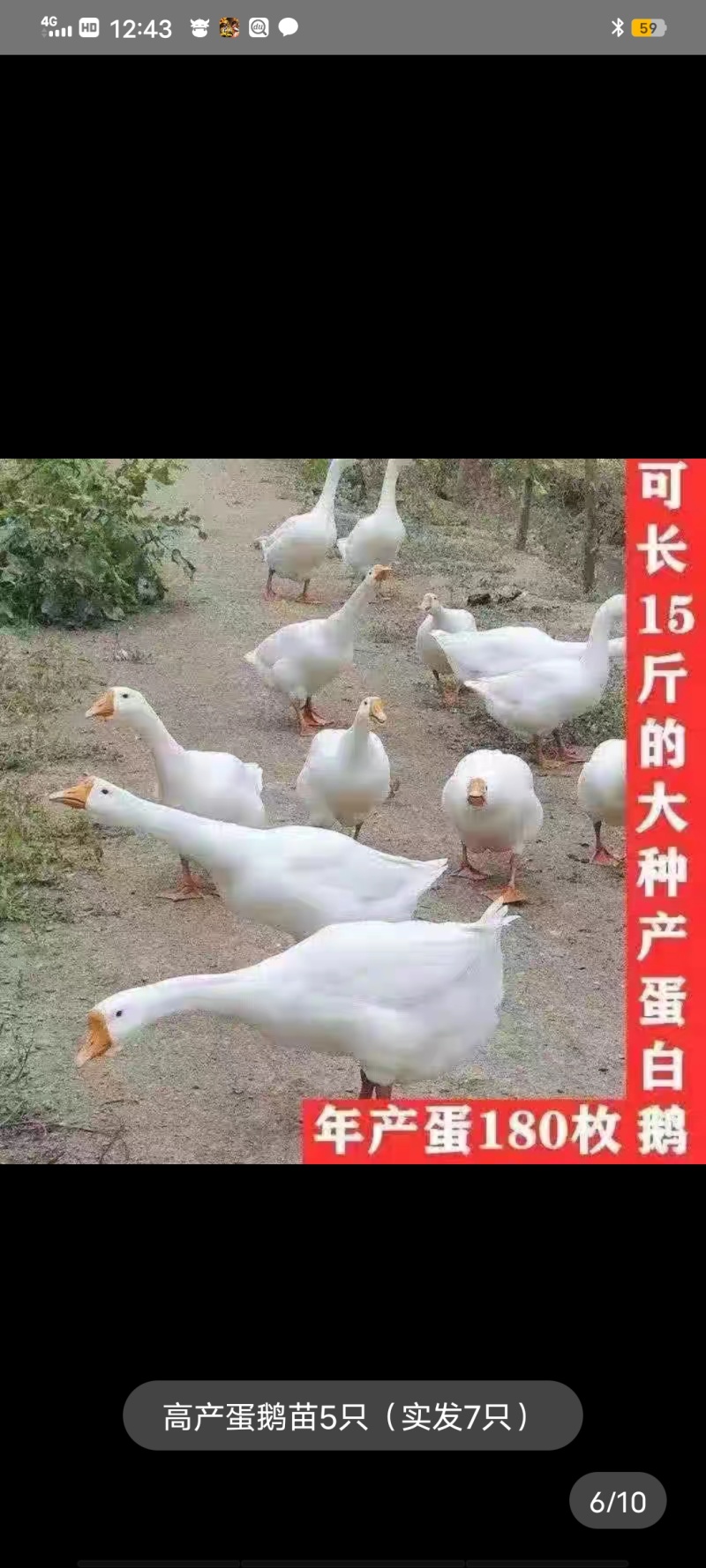 脱温鹅苗一斤半大脱温鹅活苗三花鹅浙东鹅活苗产蛋白鹅苗活体