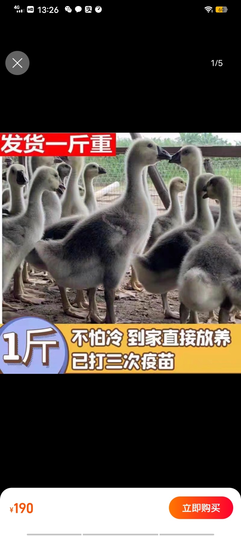 脱温鹅苗一斤半大脱温鹅活苗三花鹅浙东鹅活苗产蛋白鹅苗活体
