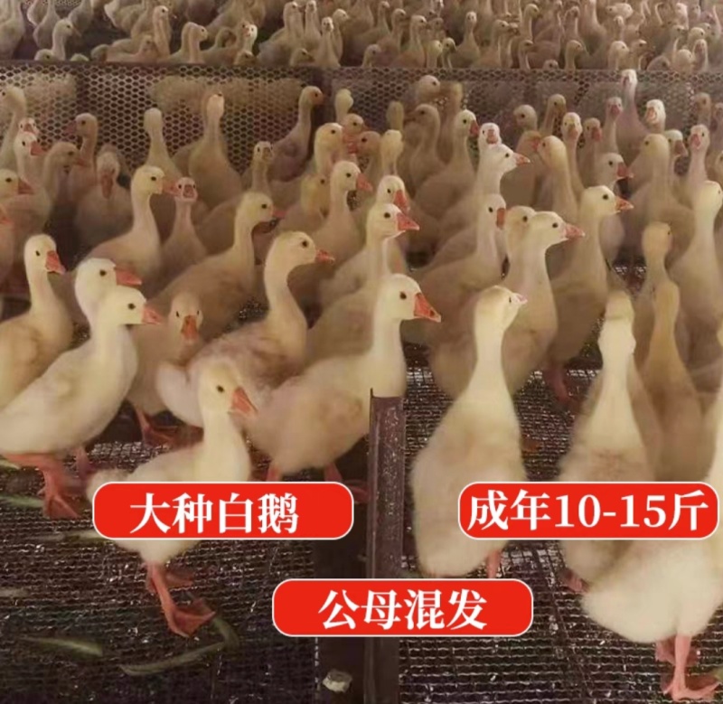 脱温鹅苗一斤半大脱温鹅活苗三花鹅浙东鹅活苗产蛋白鹅苗活体