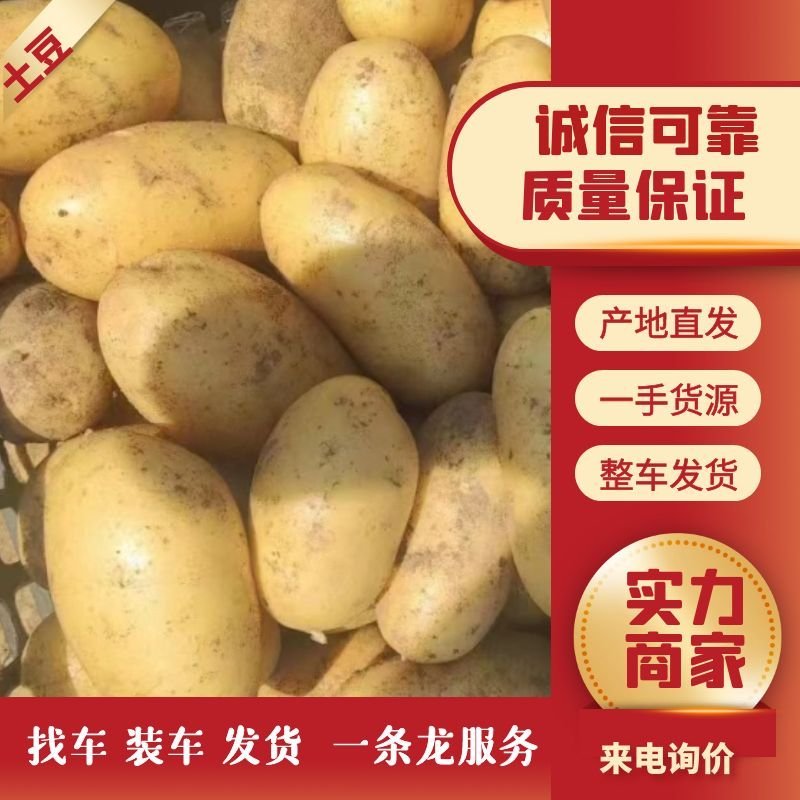 精品荷兰十五，中薯实验一，沃土，五月二十号上市，产地直销