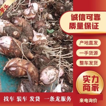精品红芽芋，芋头，产地直发大量上市人工筛选欢迎电联