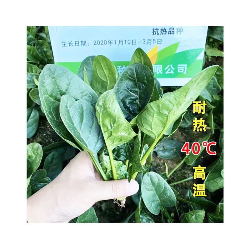 夏宝2号丹麦进口菠菜种子耐热抗死苗圆叶直立红根菠菜籽原装