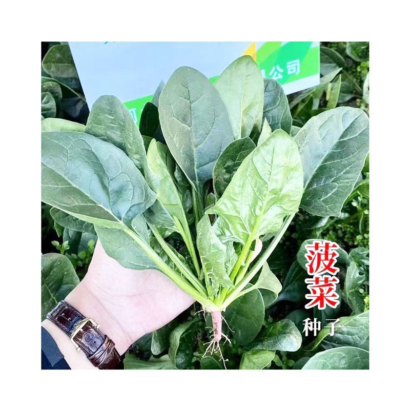 夏宝2号丹麦进口菠菜种子耐热抗死苗圆叶直立红根菠菜籽原装