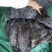 海带江湖地摊新货海石花海带王干货整条散装厚实餐饮火锅批发
