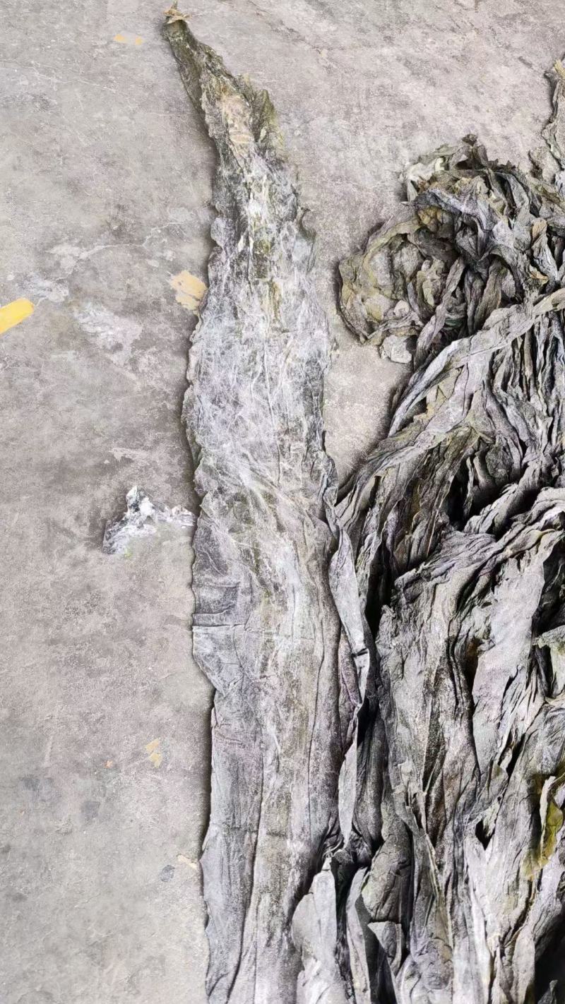 海带江湖地摊新货海石花海带王干货整条散装厚实餐饮火锅批发