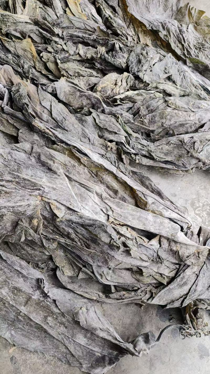 海带江湖地摊新货海石花海带王干货整条散装厚实餐饮火锅批发