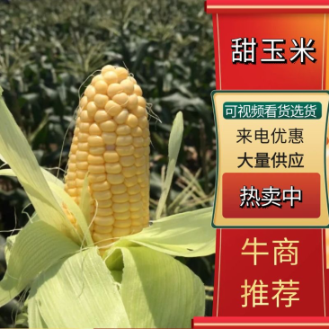 大量供应甜玉米可打冰设施齐全您的需求就是我们的要求！