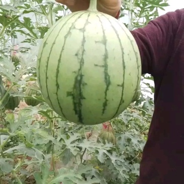 礼品吊篮西瓜
