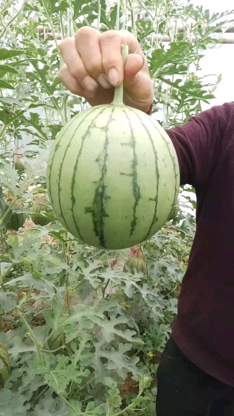 礼品吊篮西瓜