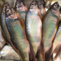 马口鱼桃花鱼高质量一手货源产地直供肉质鲜美