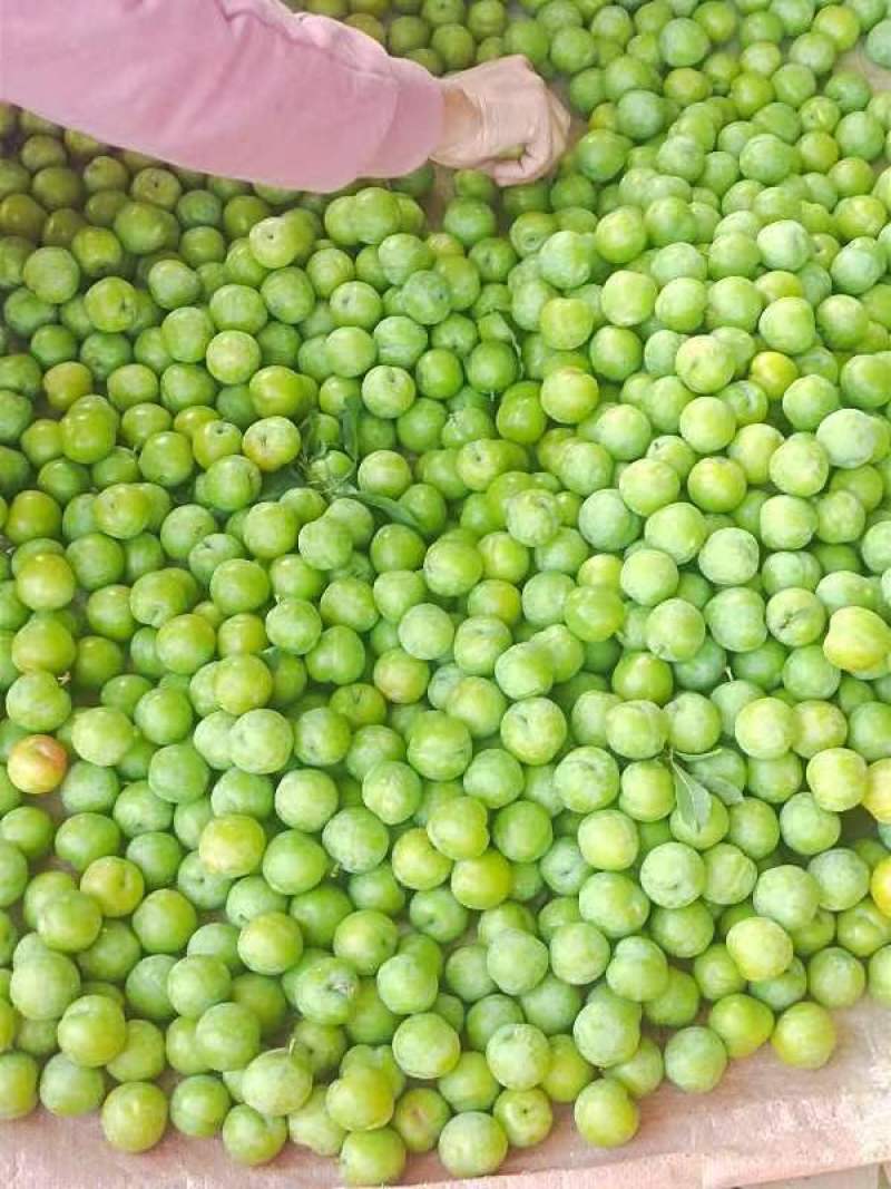 恭城县三月李