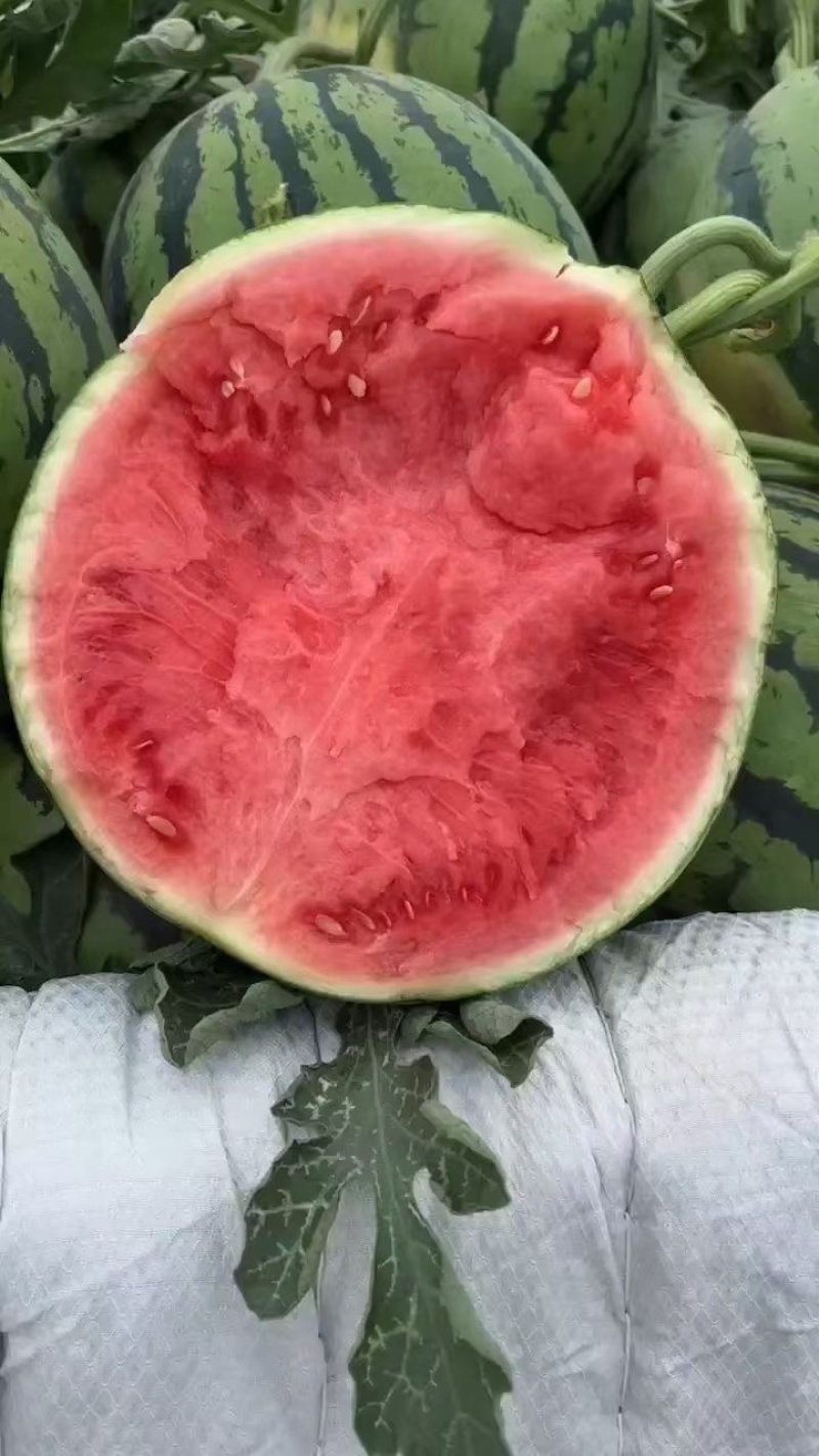 甘肃美都西瓜甘肃西瓜皮薄多汁可视频看货品质保证