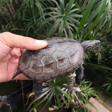 常温孵化，外塘冬眠，好养易大，中华草龟
