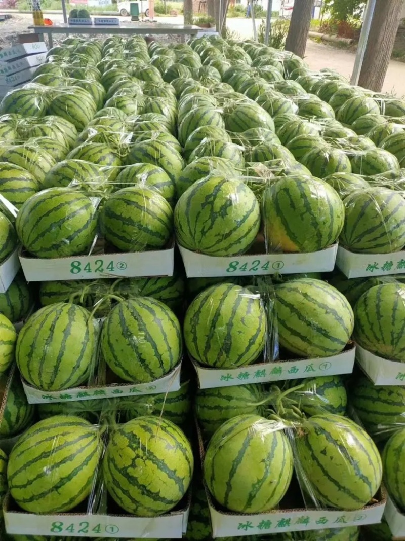 甘肃美都西瓜甘肃西瓜皮薄多汁可视频看货品质保证
