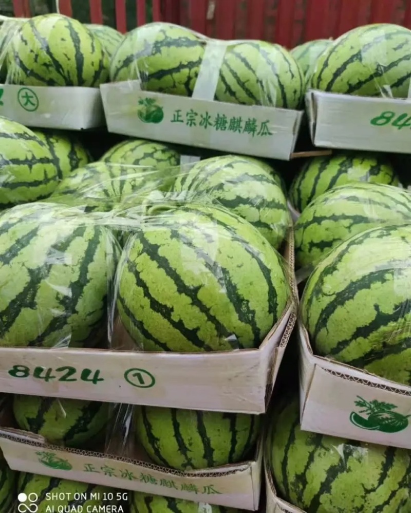 甘肃美都西瓜甘肃西瓜皮薄多汁可视频看货品质保证