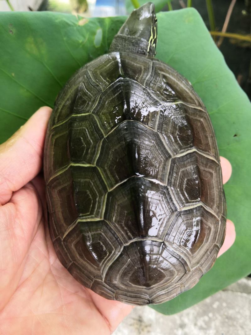 常温孵化，外塘冬眠，好养易大，中华草龟