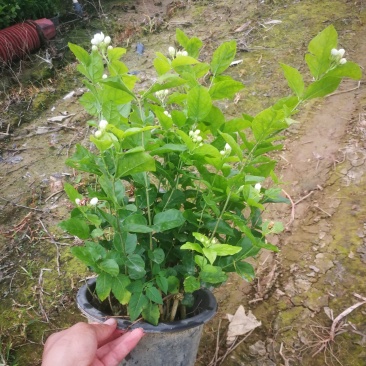 红盆的茉莉花盆栽盆景观花植物茉莉花