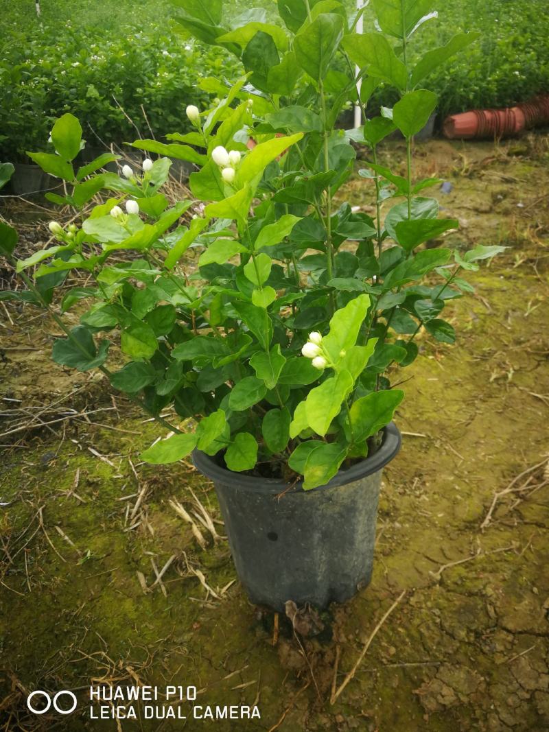 红盆的茉莉花盆栽盆景观花植物茉莉花