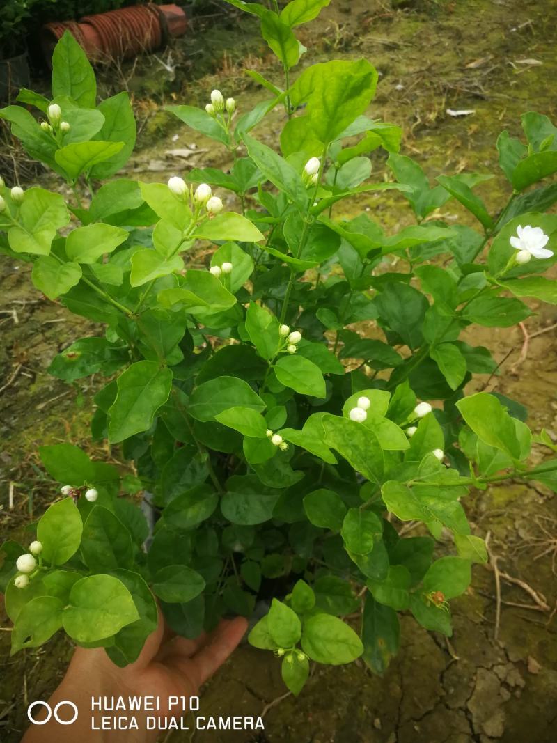 红盆的茉莉花盆栽盆景观花植物茉莉花