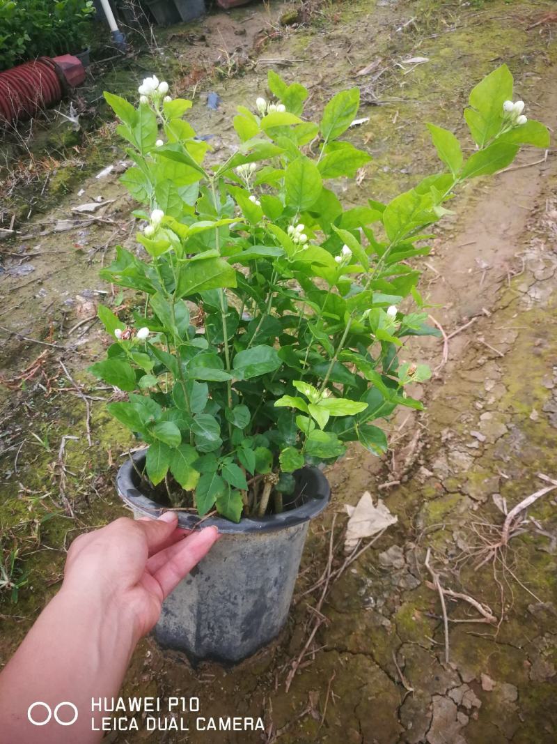 红盆的茉莉花盆栽盆景观花植物茉莉花