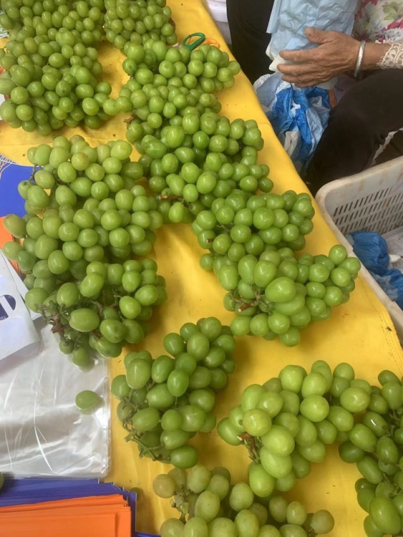 阳光玫瑰葡萄基地直供晴王相印葡萄产地代办