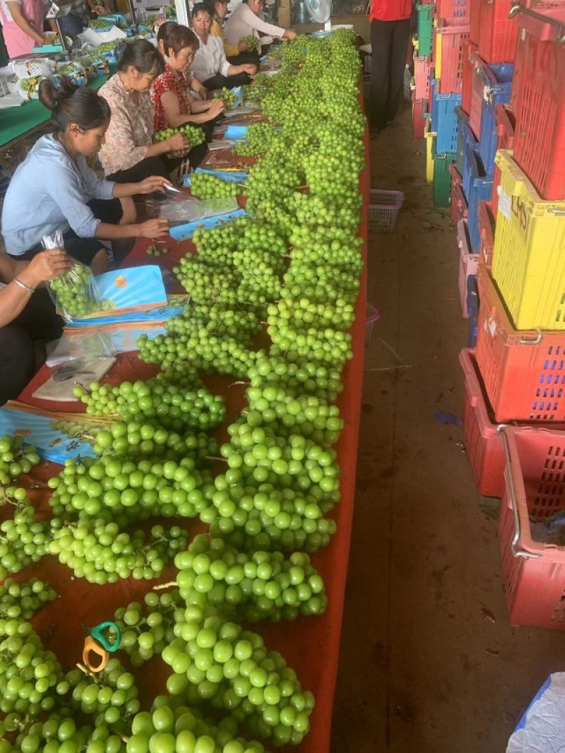 阳光玫瑰葡萄基地直供晴王相印葡萄产地代办