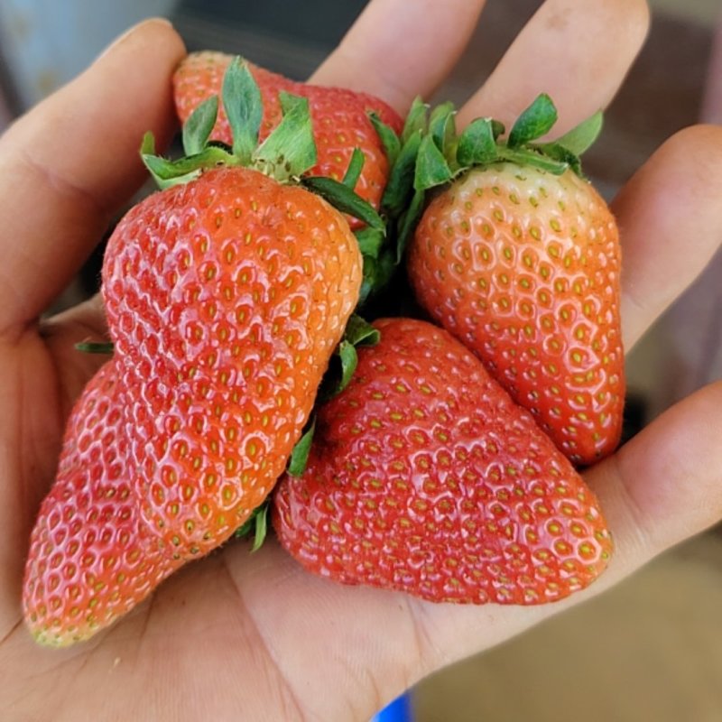 草莓红果