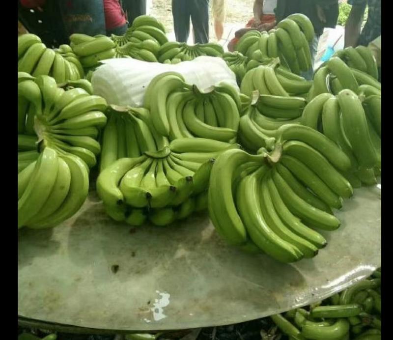 【精品推荐】香蕉苹果蕉粉蕉大量供应，品质保证